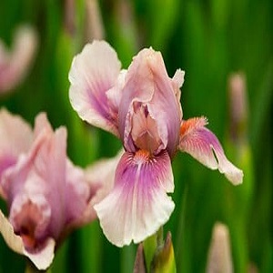 iris bearded raspberry blus