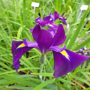 iris ensata kumo no ob