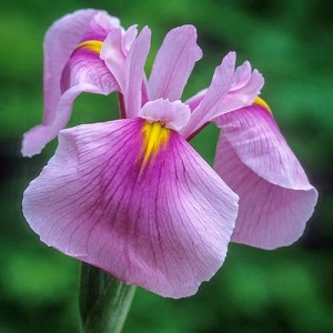 iris ensata rose quee
