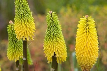 Kniphofia Bees Lemo