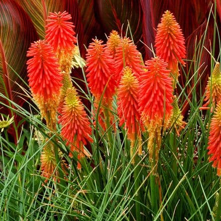 kniphofia papya popsicl