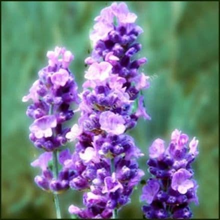 lavender angustifolia melissa lilac quantity     