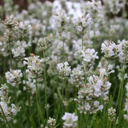 lavender angustifolia arctic snow available ar     or   quanties     