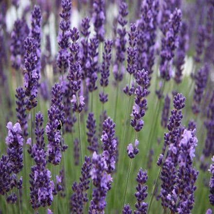 lavender angustifolia hidcote quantity     