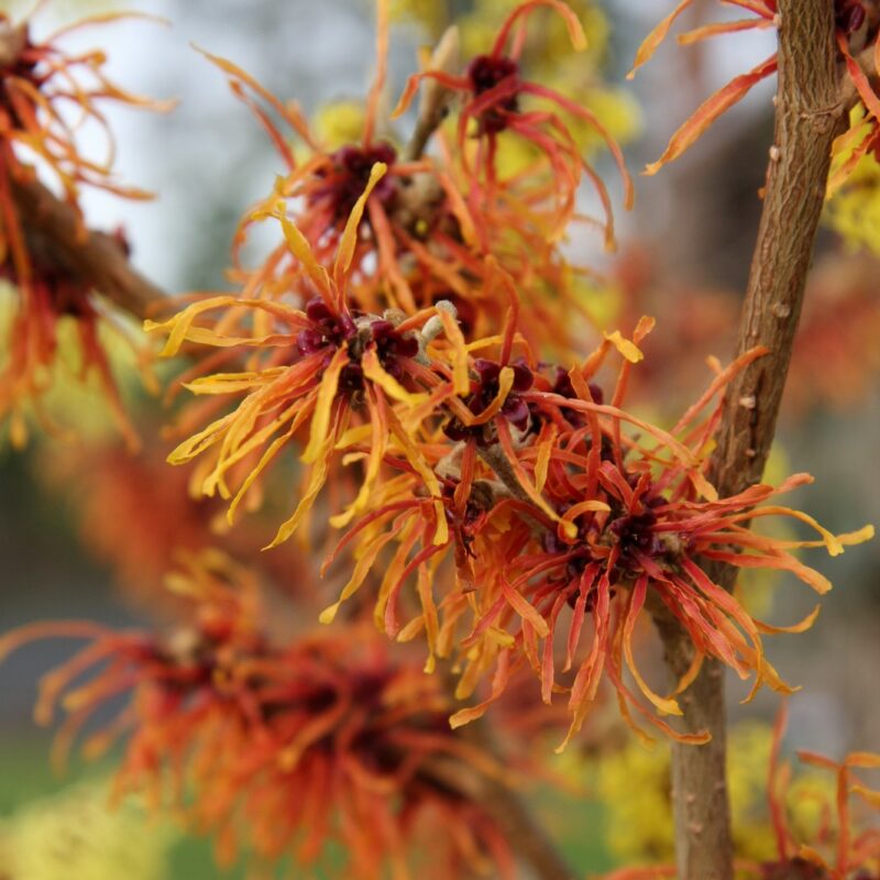 hamamelis-x-intermedia-jelena