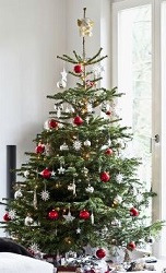 Real Xmas trees for sale